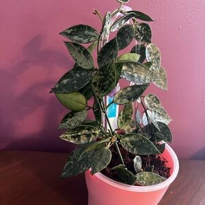 Hoya Lacunosa Grey Ash Splash